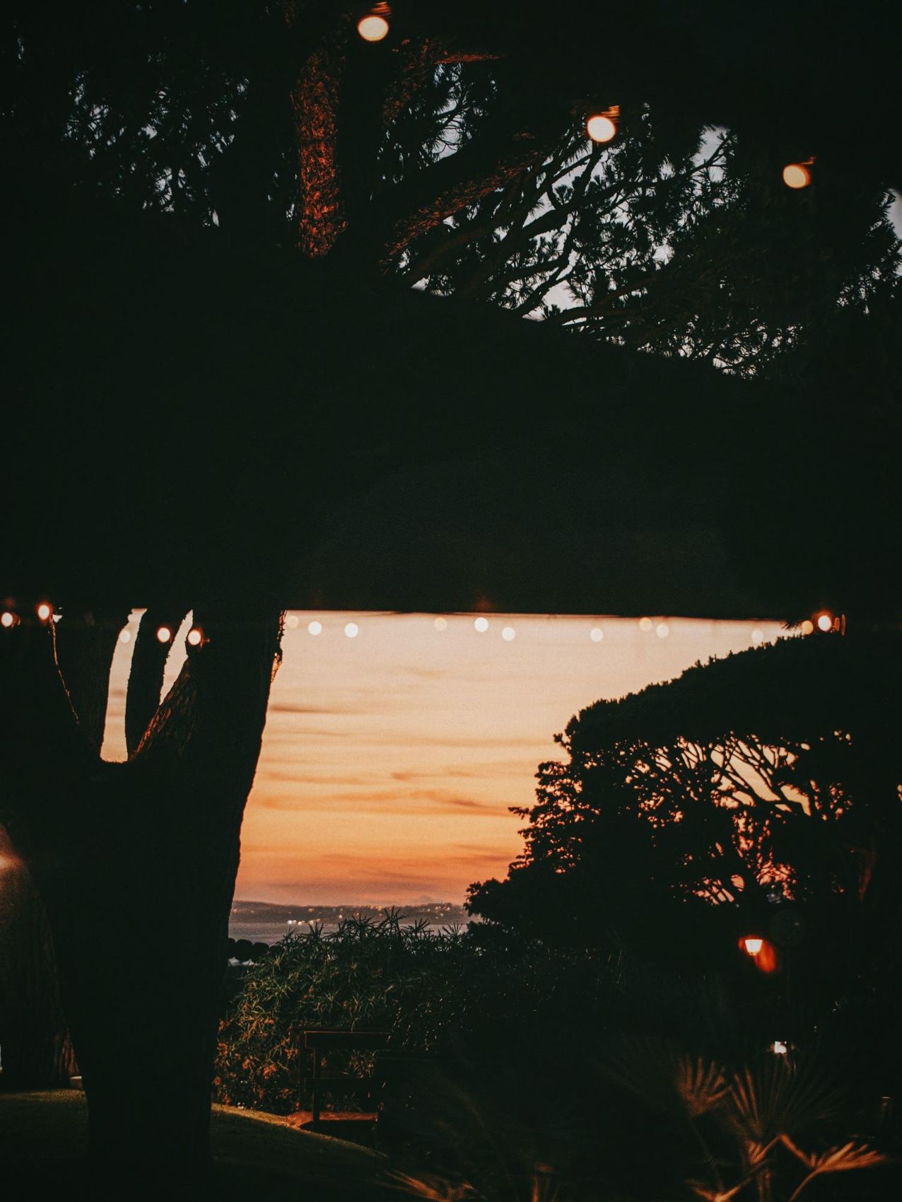 Sunset through the pines from the garden